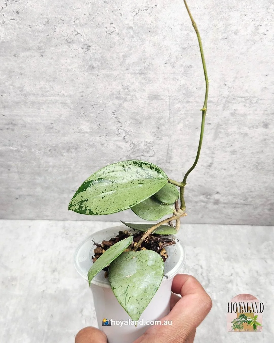 Rare Hoya verticillata Heart Silver | Silver Leaf Collector's Gem Rare Hoya verticillata Heart Silver | Silver Leaf Collector's Gem